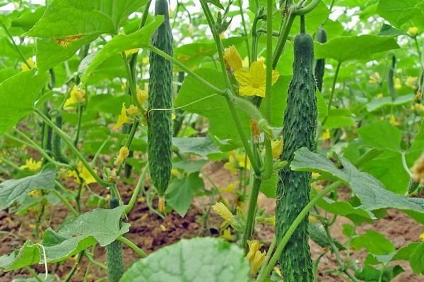 黄瓜种植方法如下