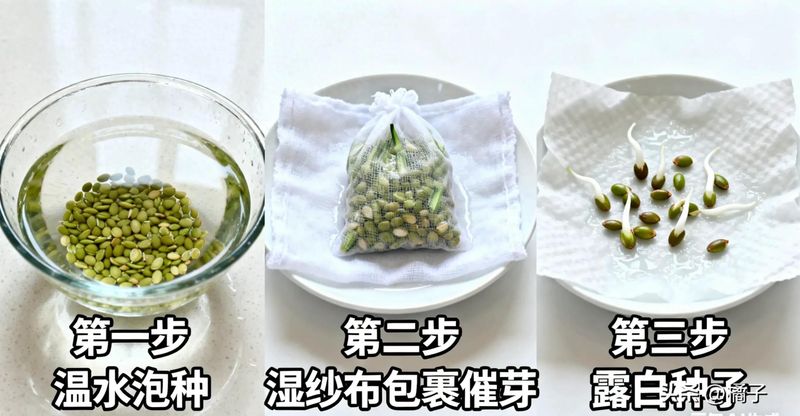 绿秋葵的种植方法
