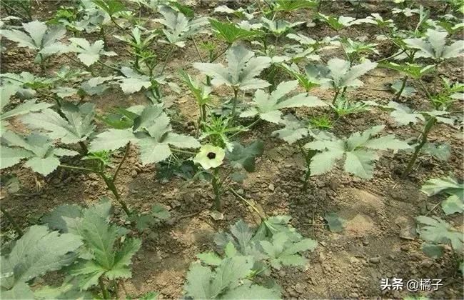 绿秋葵的种植方法