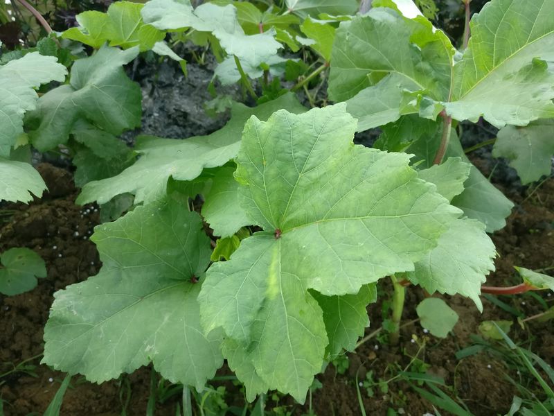 绿秋葵的种植方法