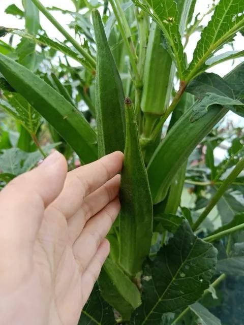 绿秋葵的种植方法