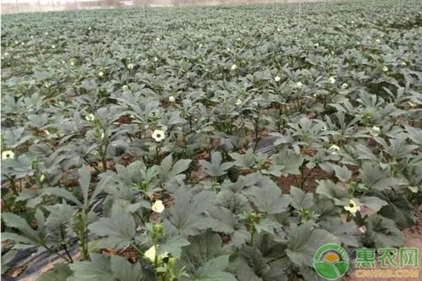 绿秋葵的种植方法
