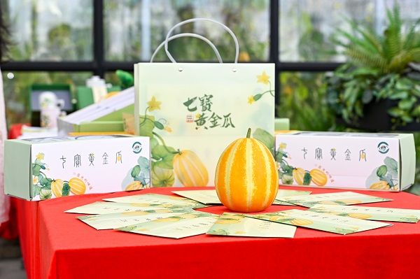黄金瓜种植技术