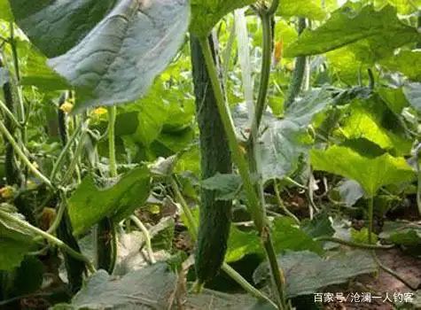 黄瓜种植方法如下