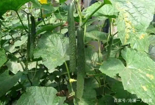 黄瓜种植方法如下