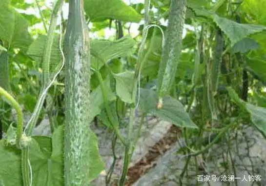 黄瓜种植方法如下