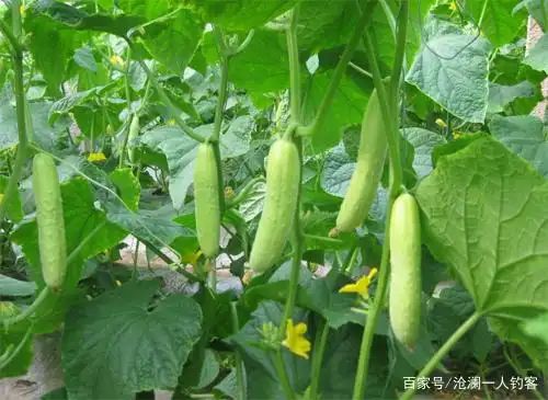 黄瓜种植方法如下