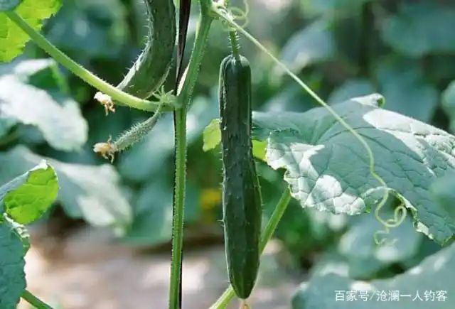 黄瓜种植方法如下