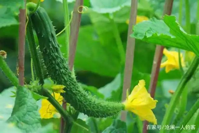 黄瓜种植方法如下