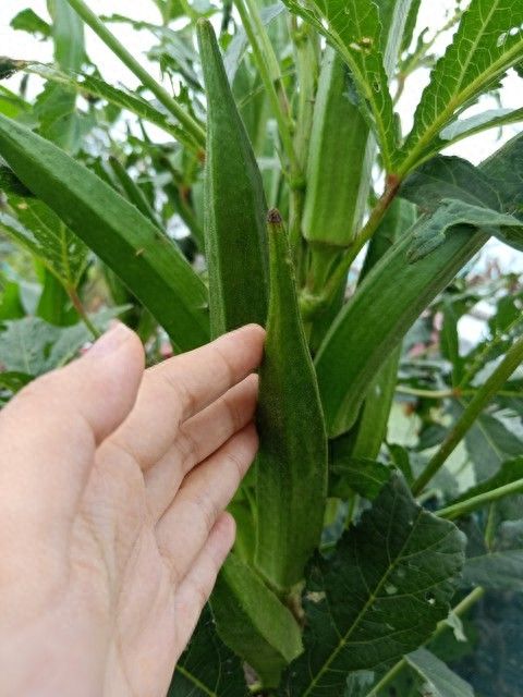 绿秋葵的种植方法