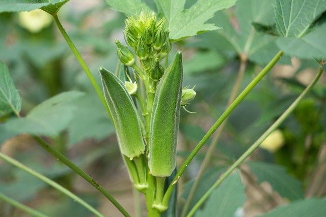绿秋葵的种植方法