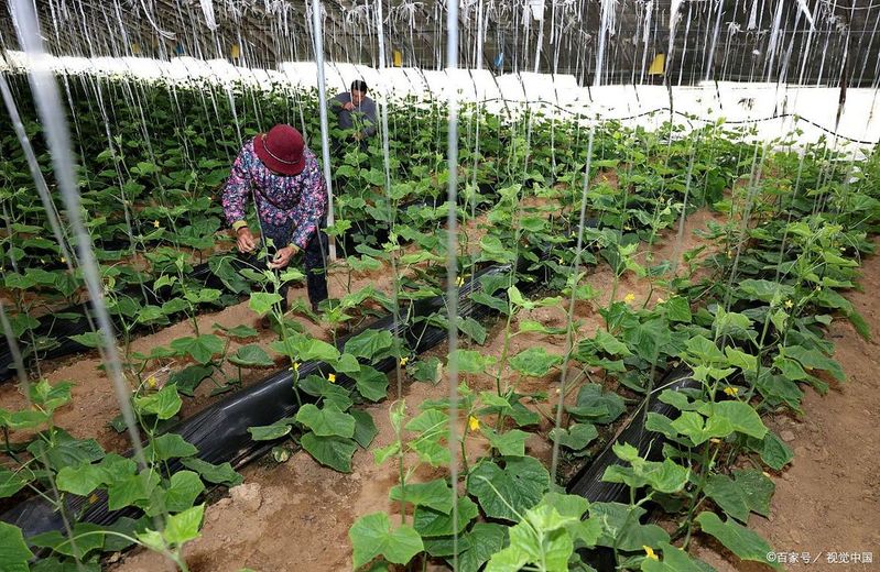 黄瓜种植方法如下