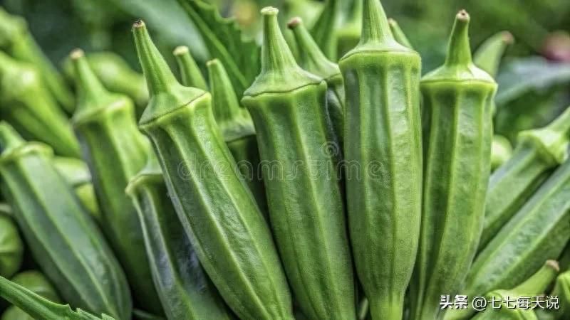 绿秋葵的种植方法