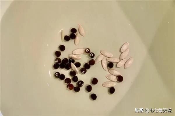 绿秋葵的种植方法