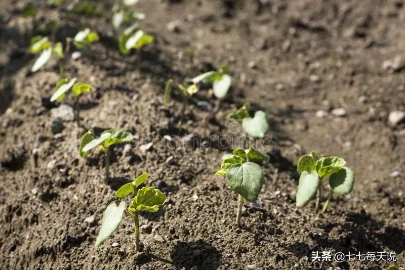 绿秋葵的种植方法