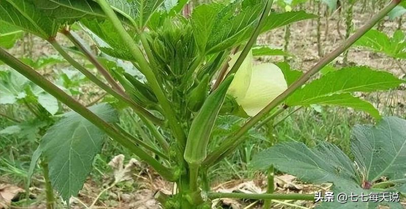 绿秋葵的种植方法