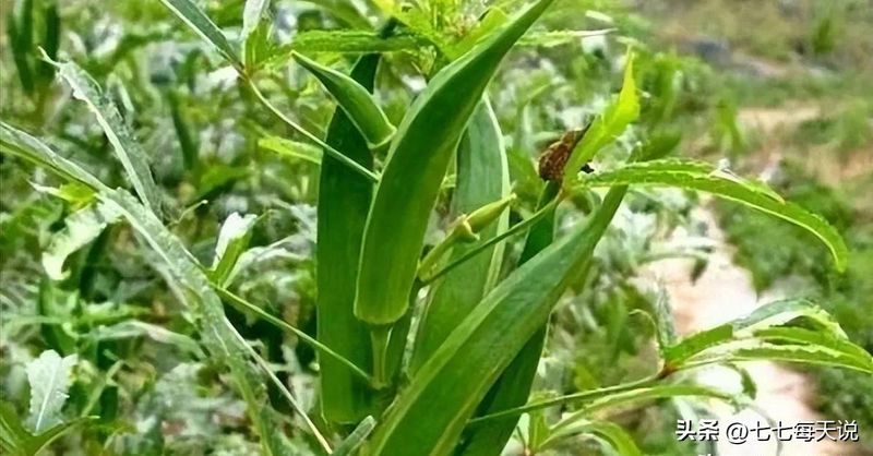 绿秋葵的种植方法