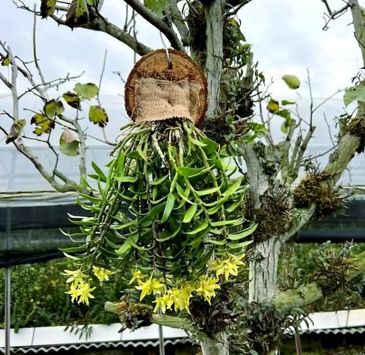 铁皮石斛温室大棚种植技术下载
