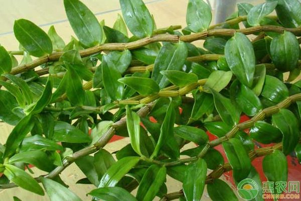 铁皮石斛温室大棚种植技术下载