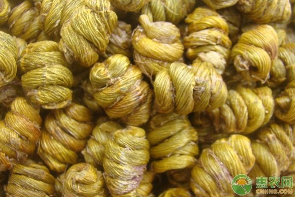 铁皮石斛温室大棚种植技术下载