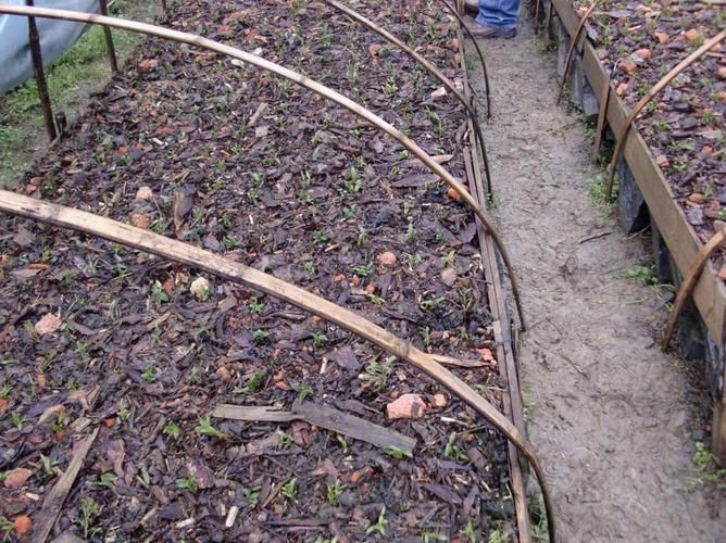 铁皮石斛温室大棚种植技术下载