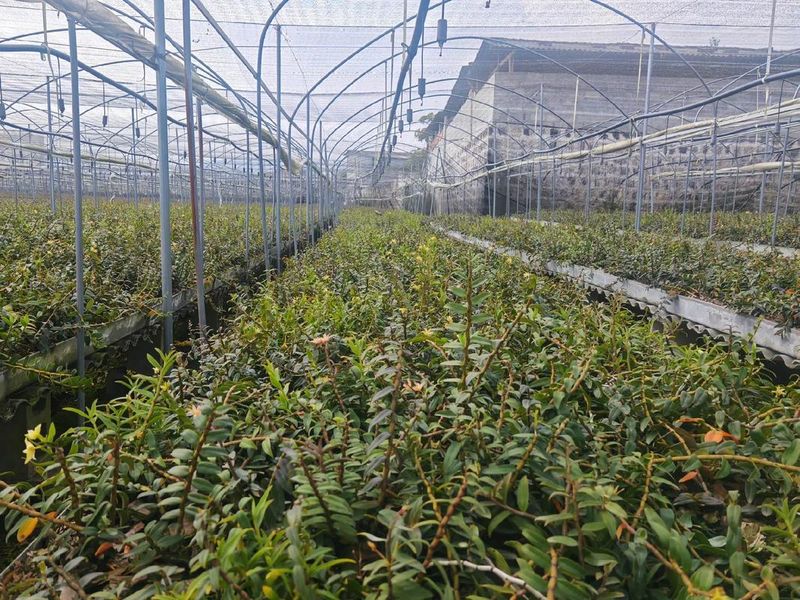 铁皮石斛温室大棚种植技术下载