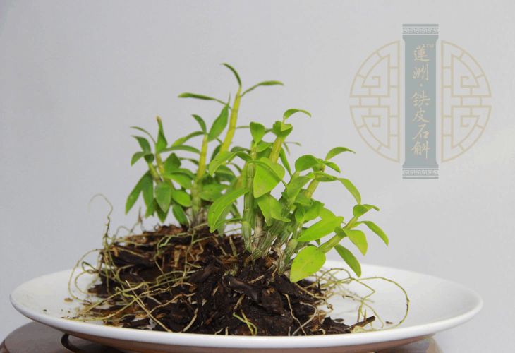 铁皮石斛温室大棚种植技术下载