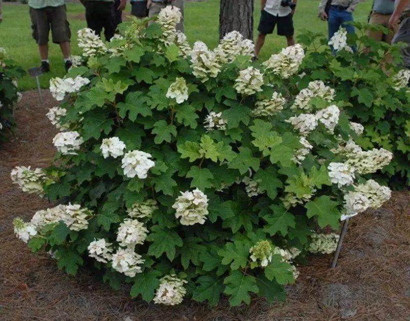 花坛种植植物