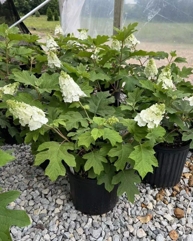 花坛种植植物