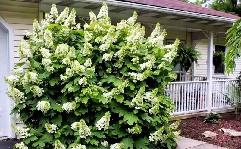 花坛种植植物