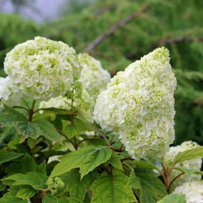 花坛种植植物