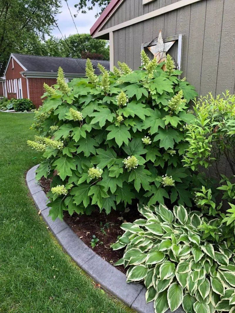 花坛种植植物