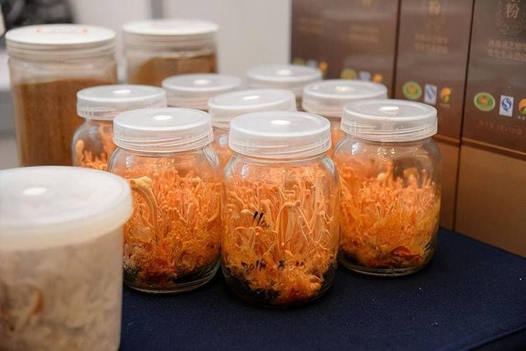 云南虫草种植技术视频