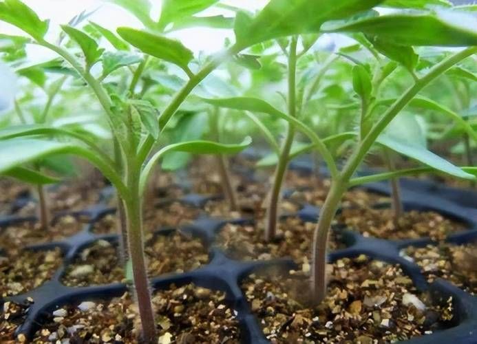Tomato seed cultivation methods