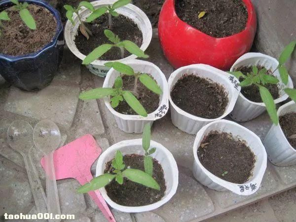 Tomato seed cultivation methods