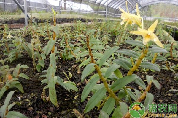 • downloading of iron-pry rock greenhouses planting technology