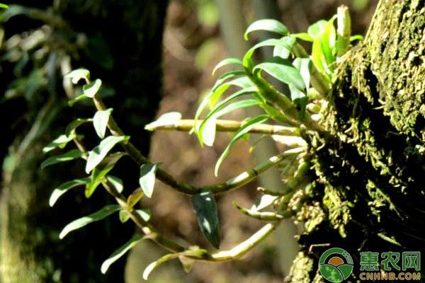 • downloading of iron-pry rock greenhouses planting technology