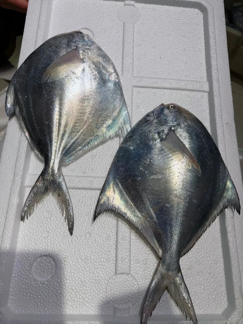 How much is a pound of fish in green
