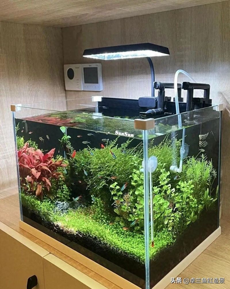 水草种植方法视频教程