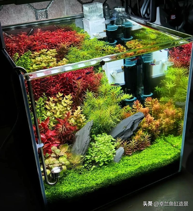 水草种植方法视频教程
