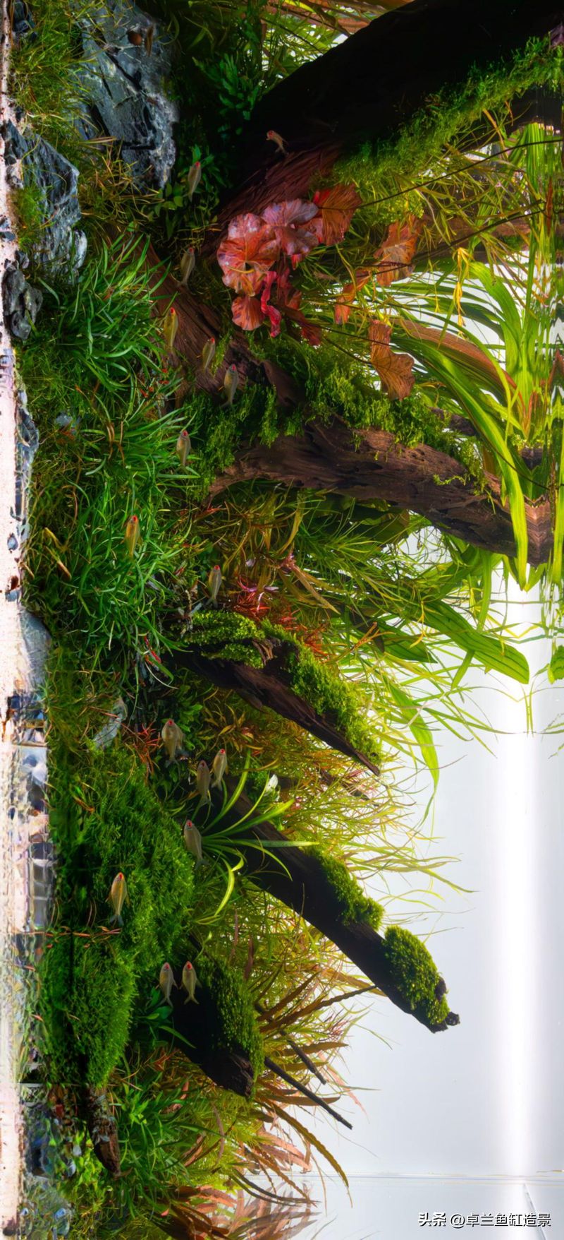 水草种植方法视频教程