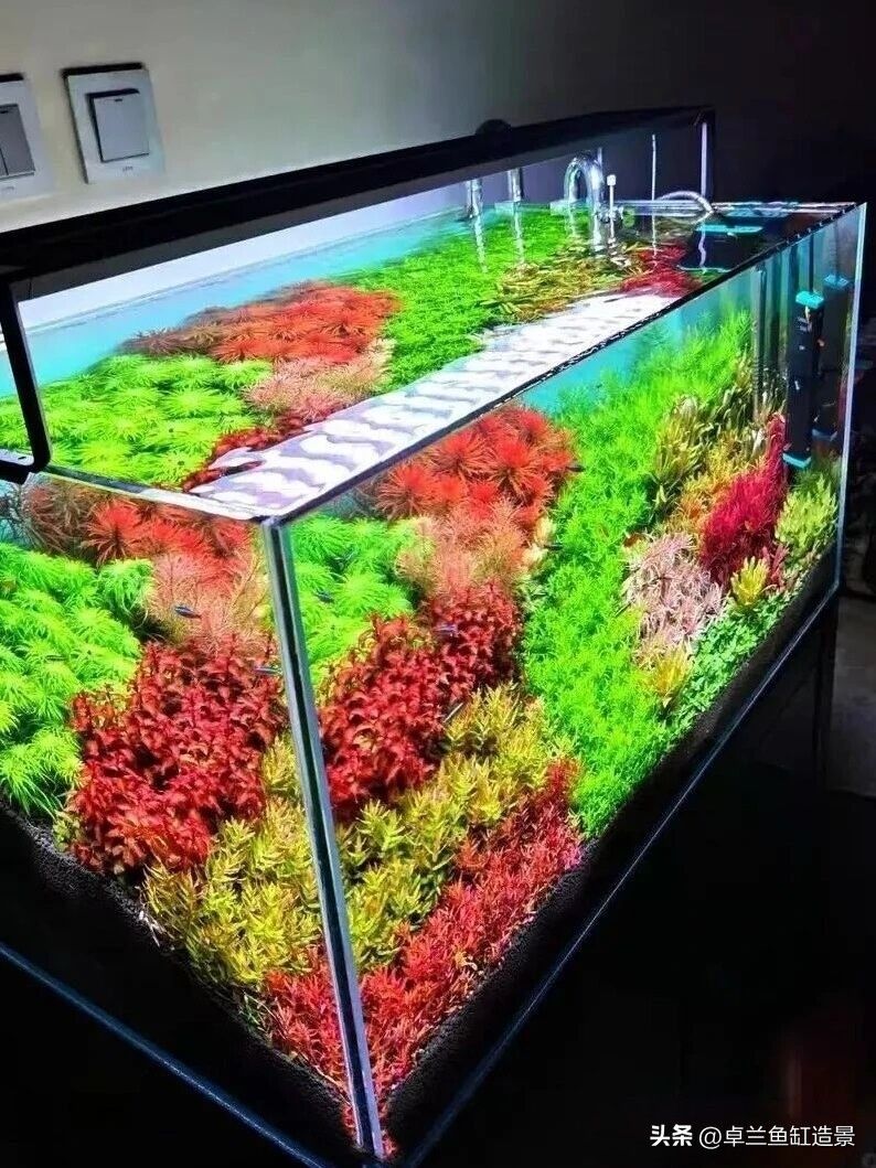 水草种植方法视频教程
