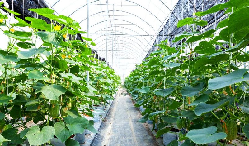 Technologies for field cucumber cultivation
