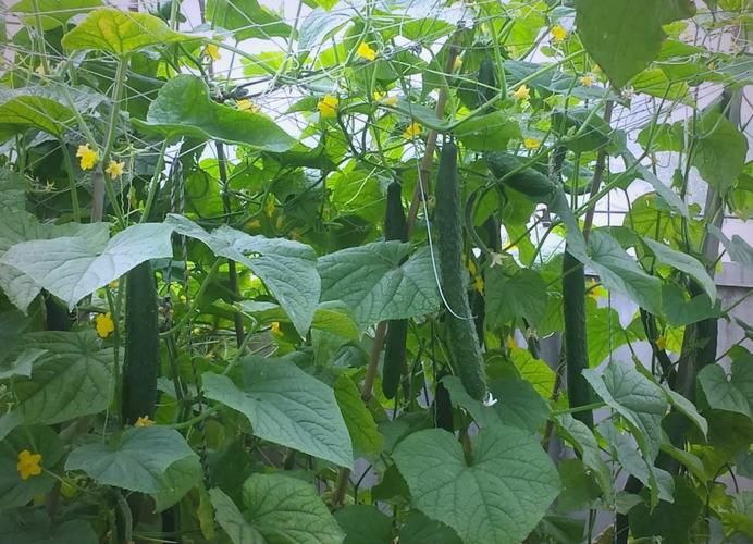 Technologies for field cucumber cultivation