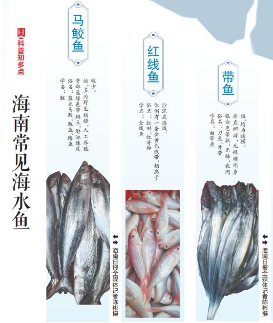 青衣鱼多少钱一斤