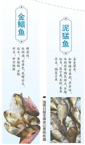 青衣鱼多少钱一斤