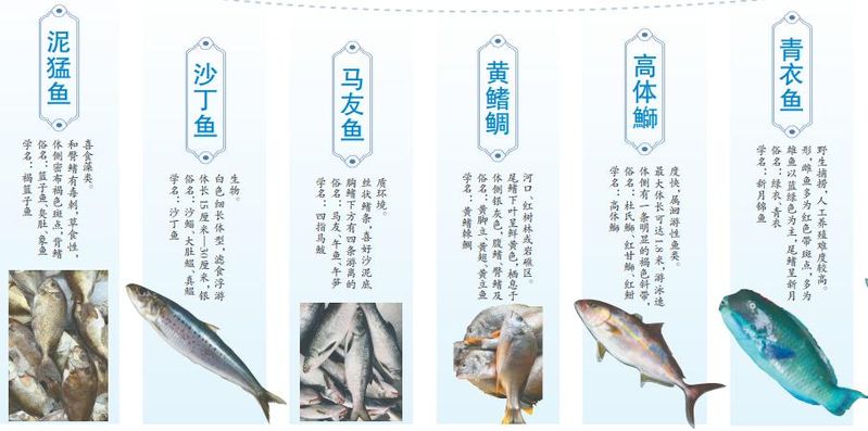 青衣鱼多少钱一斤