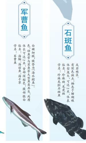 青衣鱼多少钱一斤