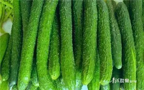 农事|秋季大棚黄瓜种植和管理