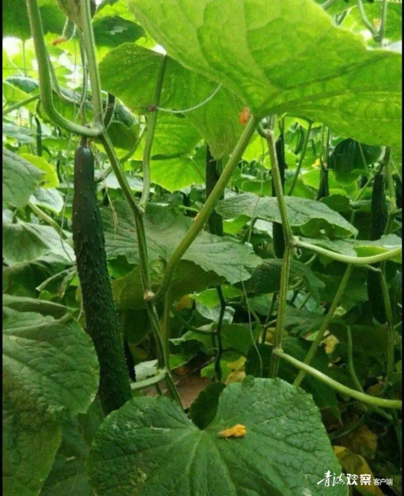 露地秋黄瓜种植技术